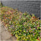 Plants by Frank | 6 loodkruid planten | Ceratostigma plumbaginoides | Winterharde bodembedekker planten | tuinplanten | Winterharde vaste planten meerjarig | Winterharde tuinplanten