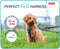 Company of Animals - Anatomy Halti - Puppy Harness - Grijs - Maat: XS - Nekomvang: 28-44 cm - Borstomvang: 28-44 cm