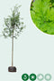 Zomereik | Quercus robur 14-18 cm | Bomenbezorgd.nl