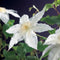 3 stuks - Van der starre - Klimplant Clematis Gladys Picard 75 cm