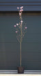 Magnolia Heaven Scent Magnolia Heaven Scent h 350 cm st. omtrek 11...