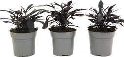 Plant in a Box - Ipomoea batatas - Ipomoea Zoete Aardappel - Set van 3 - Pot 10,5cm - Hoogte 10-15cm