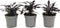 Plant in a Box - Ipomoea batatas - Ipomoea Zoete Aardappel - Set van 3 - Pot 10,5cm - Hoogte 10-15cm