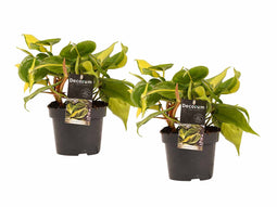 Duo Philodendron Brazil - Philodendron Scandens ↨ 15cm - 2 stuks - hoge kwaliteit planten