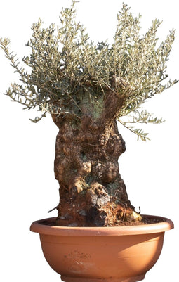 Olijfboom 'Bonsai' decoschaal | Olea europaea 70-80 cm | Bomenbezorgd.nl