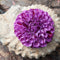 Plant in a Box - Dahlia 'Marble Ball' - set van 3 - zomerbloeiers - dahliaknollen - tuinbloemen - Paars