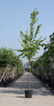 Koningslinde | Tilia europea 'Pallida' 14-18 cm | Bomenbezorgd.nl