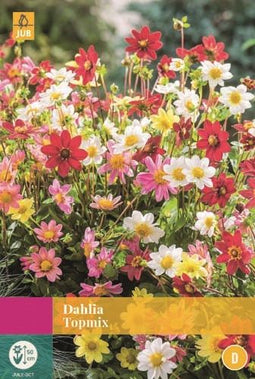 Jub - Dahlia Topmix