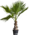 Mexicaanse Waaierpalm Wasthingtonia Robusta - 40-50 cm Stamhoogte