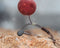 PB Products - Downforce Tungsten - Shot On The Hook Beads - 0,2 gram