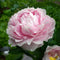 Plant in a Box - Paeonia officinialis - Set van 3 - meerjarige pioenrozen 'Sarah Bernhardt' - Kleur: roze - boerenpioen - Diameter 9 cm - Hoogte 0-40 cm