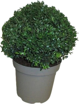 Ilex crenata Stokes (bol)