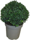 Ilex crenata Stokes (bol)
