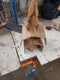 Kerstboom met standaard Bruin 50 cm Massief teakhout