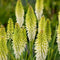 Plant in a Box - Tritoma Kniphofia Ice Queen - Set van 3 - Vuurpijl - Wortelstokken - Tuinplant
