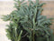 Kerstgroen Nobilis XXL