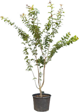 Japanse sierkers autumnalis rosea meerstammig | Prunus subh. Autumnalis rosea | Bomenbezorgd.nl