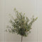 Plant in a Box - Olea Europaea - olijfboom - set van 2 - Pokon - pot 21 cm - hoogte 90-100cm