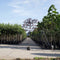 Sierpruim als leiboom Prunus cerasifera Nigra h 300 cm st. omtrek 6...