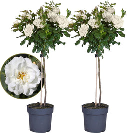 Plant in a Box - Rosa Palace 'Kailani' - Set van 2 - Witte stamroos voor binnen,tuin,terras of balkon - Pot 19cm - Hoogte 80-100cm