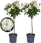 Plant in a Box - Rosa Palace 'Kailani' - Set van 2 - Witte stamroos voor binnen,tuin,terras of balkon - Pot 19cm - Hoogte 80-100cm