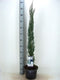 Juniperus scopulorum blue arrow 120 cm