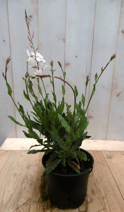 Gaura Prachtkaars wit