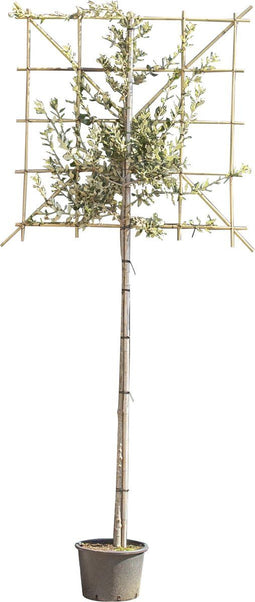 Steeneik leiboom 150 cm | Quercus ilex 4-6 cm 150 cm| Bomenbezorgd.nl