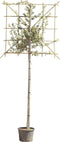 Steeneik leiboom 150 cm | Quercus ilex 4-6 cm 150 cm| Bomenbezorgd.nl