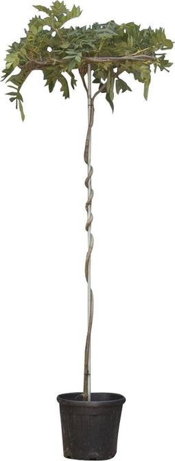 Blauwe regen als dakboom 180 cm stamhoogte | Wisteria sinensis 6-10 cm 180 cm| Bomenbezorgd.nl