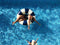 Petites Pommes Zwemring/Zwemband Cannes Blue - 3-6 jaar (Anna)