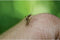 Gardigo mosquito repeller Insectenverschrikker Ultrasoon (b x h x d) 65 x 65 x 68 mm Wit 1 stuk(s)