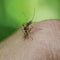 Gardigo mosquito repeller Insectenverschrikker Ultrasoon (b x h x d) 65 x 65 x 68 mm Wit 1 stuk(s)