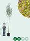 Witte wilg | Salix alba 14-18 cm | Bomenbezorgd.nl