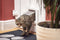 SureFlap Microchip - Kattenluik - Wit - L - 18 x 17 cm