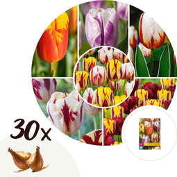 Plant in a Box - Tulipa Flaming Beauty Mix - Tulpenbollen x30 - Bloembollen - Vroege bloeiers voor in de tuin - Hollandse pracht