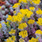 Vetkruid (Sedum spath.) 'Cape Blanco' | 1 stuk | groenblijvende vaste plant | wintergroen | Rotsplant | plant voor rotstuin | alpine plant | 11x11 cm Kwekerspot | winterhard | Geel