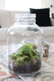 Growing Concepts DIY Duurzaam Ecosysteem Weckpot 5L - Planten - Biophytum Sensitivum - H28xØ18cm