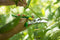 Opinel - Secateur - Snoeischaar - Groen
