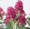 Plant in a Box - Buddleja Candy Little Ruby - Set van 2 - Buddleja davidii - Vlinderstruik Winterhard - Rode Bloemen - Pot 19cm - Hoogte 30-40cm