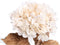 PTMD Gedroogde Hortensia Droogbloem - 20x27x71 cm - Kunststof - Wit