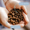 Voer PERRO Turkey with sweet potatoes Medium and large breeds Pauw 3 Kg Volwassen 3,5 kg