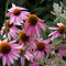 Plant in a Box - Echinacea - Mix van 6 - Zonnehoed - Wortelstokken - Bloeiende plant
