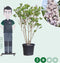 Sering 'Michel buchner' | Syringa vulgaris 'Michel Buchner' | Bomenbezorgd.nl