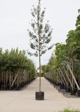 Meelbes | Sorbus aria 'Magnifica' 10-14 cm | Bomenbezorgd.nl