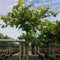 Plataan kruisdak Platanus hispanica h 210 cm st. omtrek 6 cm st. h...