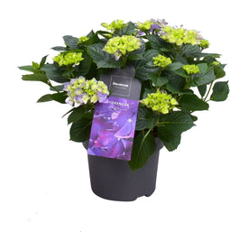Goed & Groen - Decorum Hydrangea Bol Blue 7 - 12 kop - ↨ 40cm - Potmaat 23 - Exclusieve Kwaliteit Planten - Kamer Plant - Kamerplanten - Sfeer - Interieur