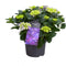 Goed & Groen - Decorum Hydrangea Bol Blue 7 - 12 kop - ↨ 40cm - Potmaat 23 - Exclusieve Kwaliteit Planten - Kamer Plant - Kamerplanten - Sfeer - Interieur