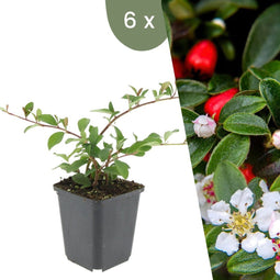 Plants by Frank | 6 Dwergmispel Planten | Cotoneaster dammeri 'Major'| Winterharde bodembedekker planten | tuinplanten | Winterharde vaste planten meerjarig | Winterharde tuinplanten