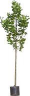 Plataan hoogstam 400 cm | Platanus hispanica 14-18 cm | Bomenbezorgd.nl